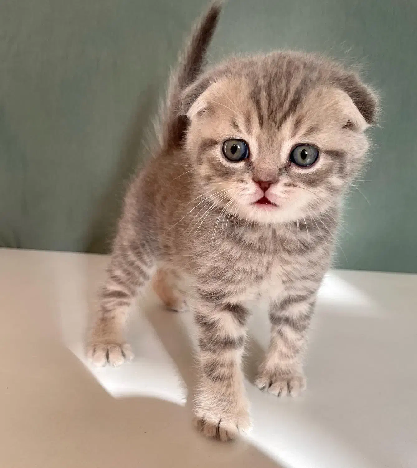 گربه بریتیش اسکاتیش|گربه|مشهد, فردوسی|دیوار