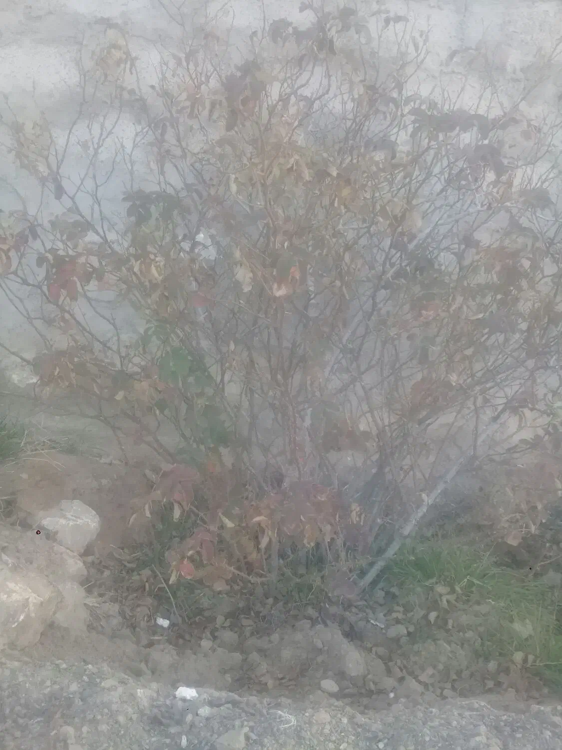 نهال گل محمدی|حراج|بیرجند, |دیوار