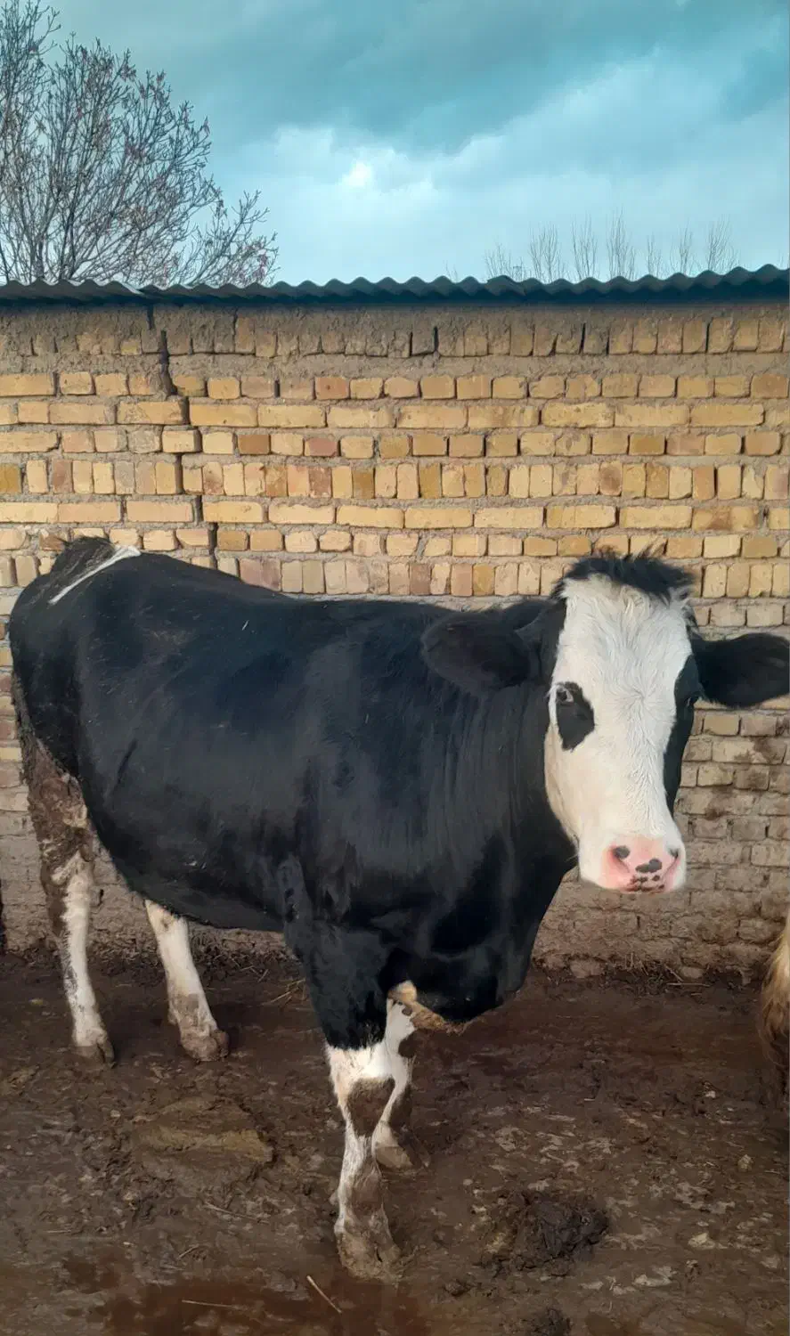 قسمت 300،000،000|حیوانات مزرعه|قزوین, |دیوار