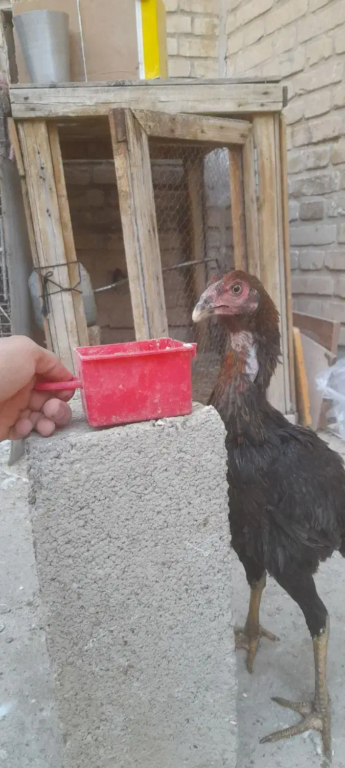 جوجه لاری|حیوانات مزرعه|سمنان, |دیوار