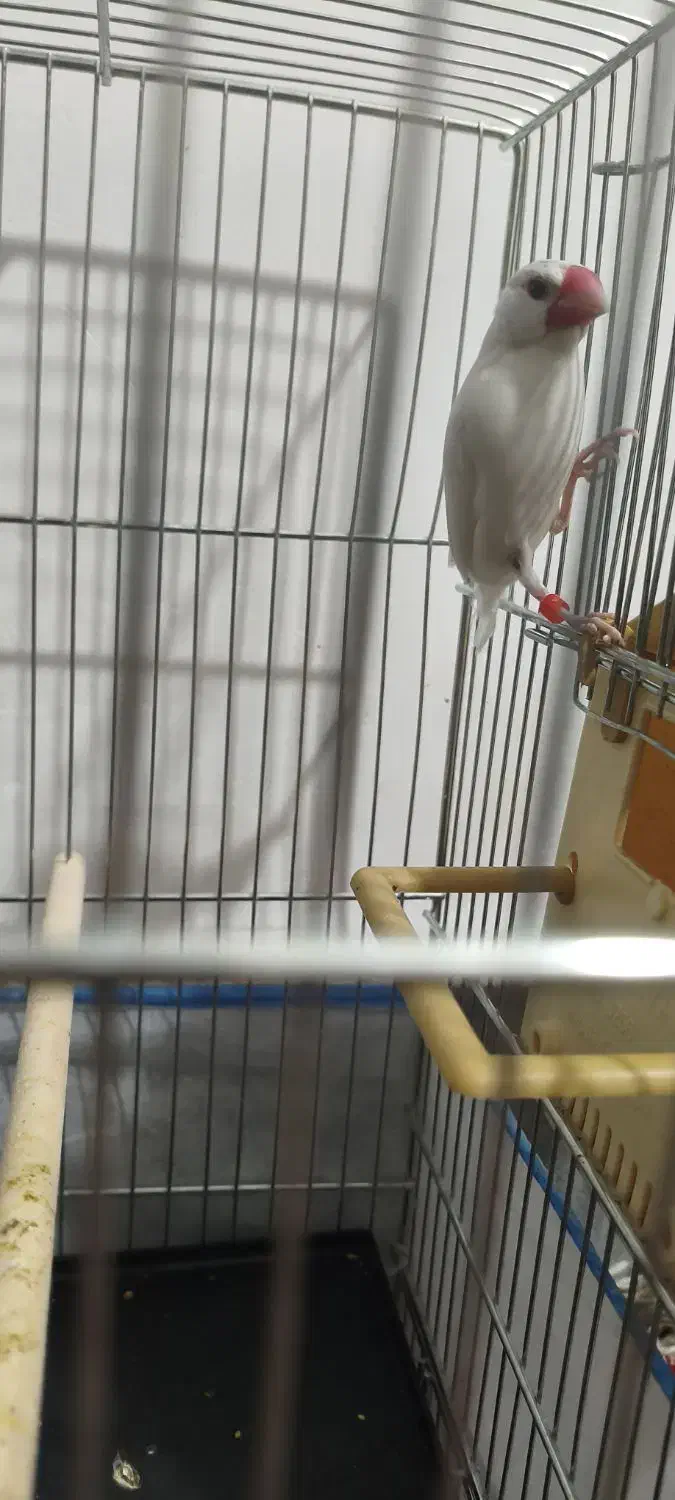 فنج نرگسی|پرنده|قم, ولیعصر|دیوار