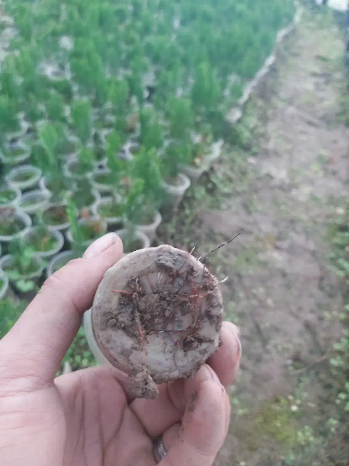 کامیس نوکدار فروش فوری|گل و گیاه طبیعی|کلاچای, |دیوار