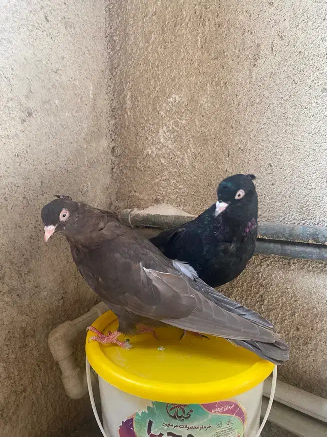 کبوتر معاوضه با ضبط ضبط فابریک ۲۰۶ معاوضه با کفتر|پرنده|کرج, عظیمیه|دیوار