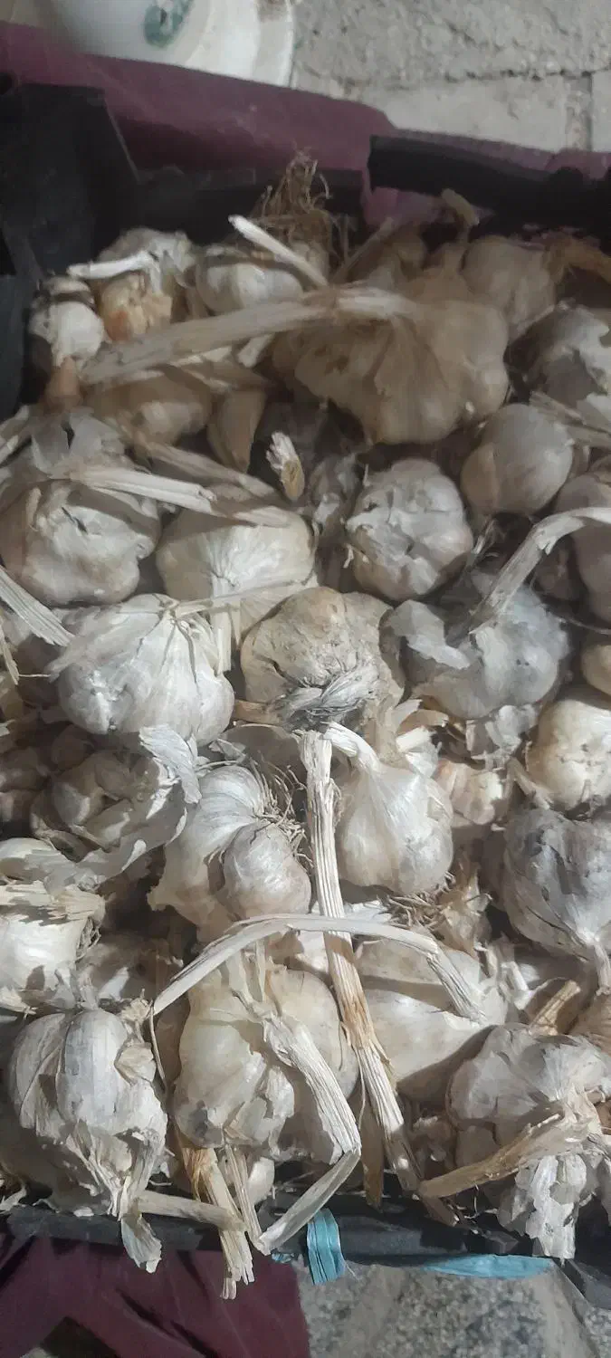 سیر‌تازه‌‌وسفید‌امسال|خوردنی و آشامیدنی|زرین دشت (همدان), |دیوار