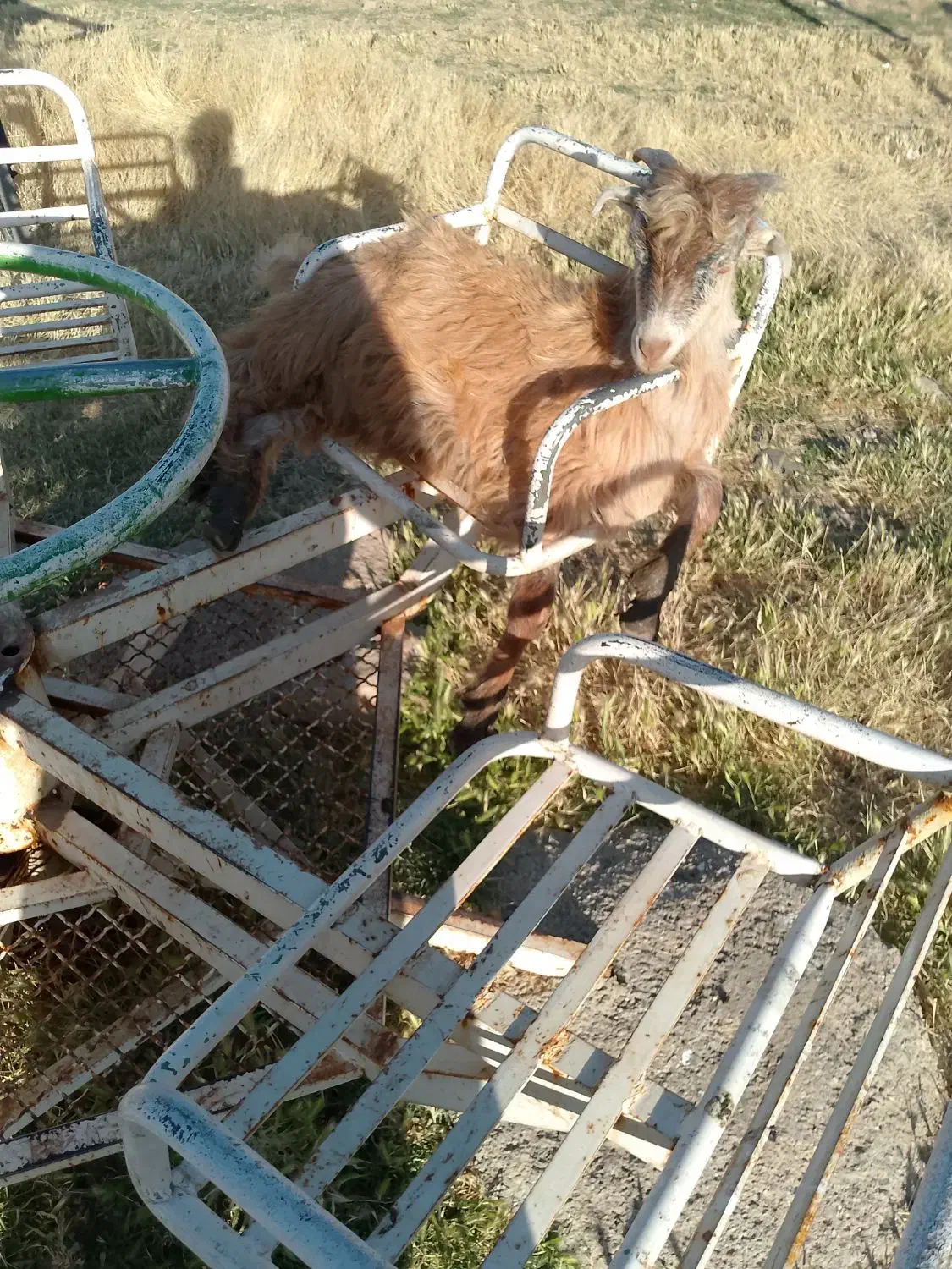 بز قیمت مناسب|حیوانات مزرعه|پیر سلیمان, |دیوار