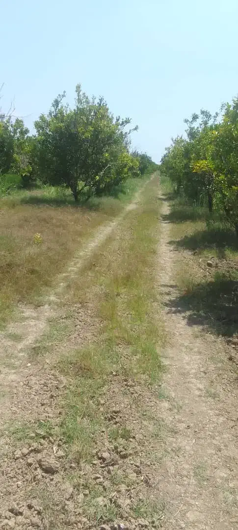 بر جاده اصلی کیاکلا به بهنمیر|فروش زمین و ملک کلنگی|تهران, تهران‌نو|دیوار