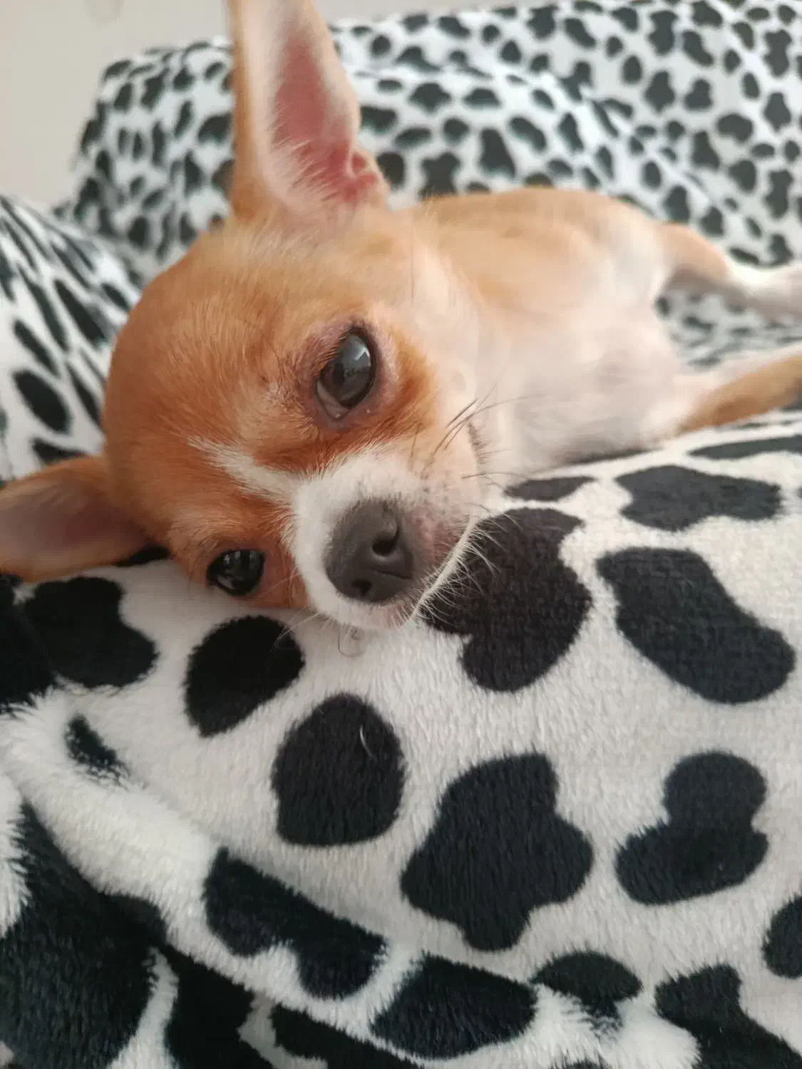 سگ خانگی|سگ|تهران, تهرانسر غربی|دیوار