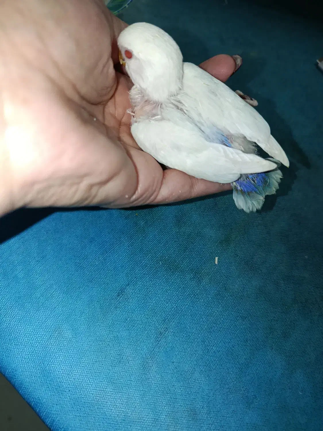 جوجه کوتوله برزیلی|پرنده|گلپایگان, |دیوار