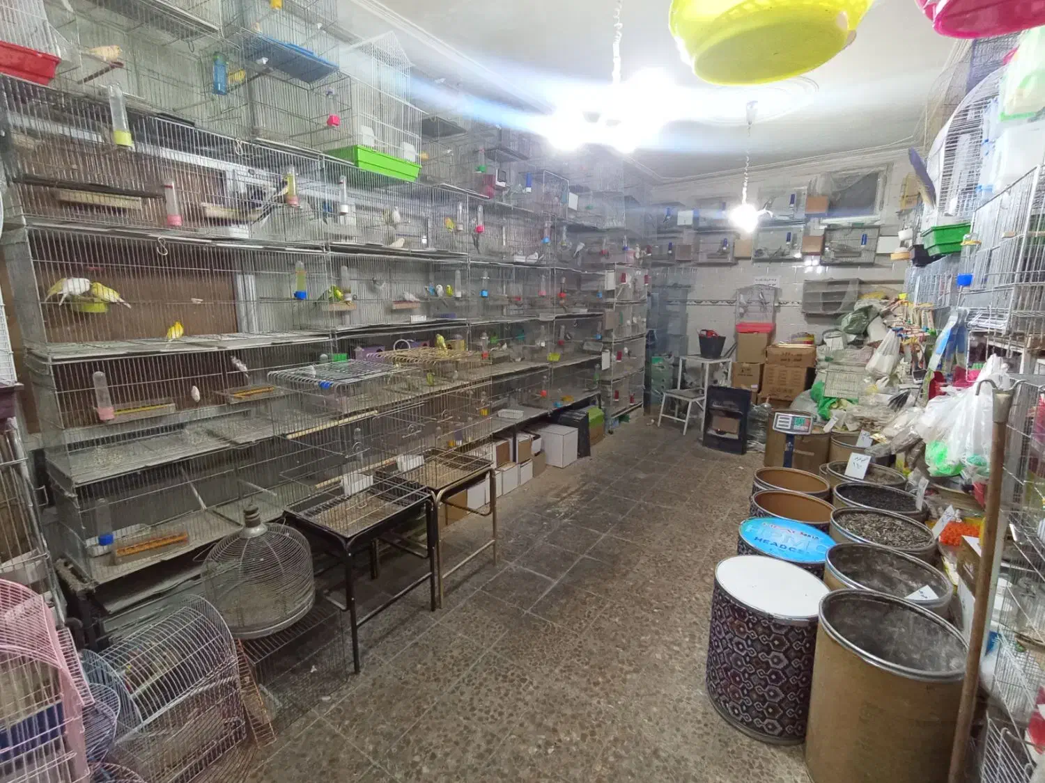 خرید فروش پرندگان زینتی و فروش انواع دان ها|پرنده|تبریز, |دیوار