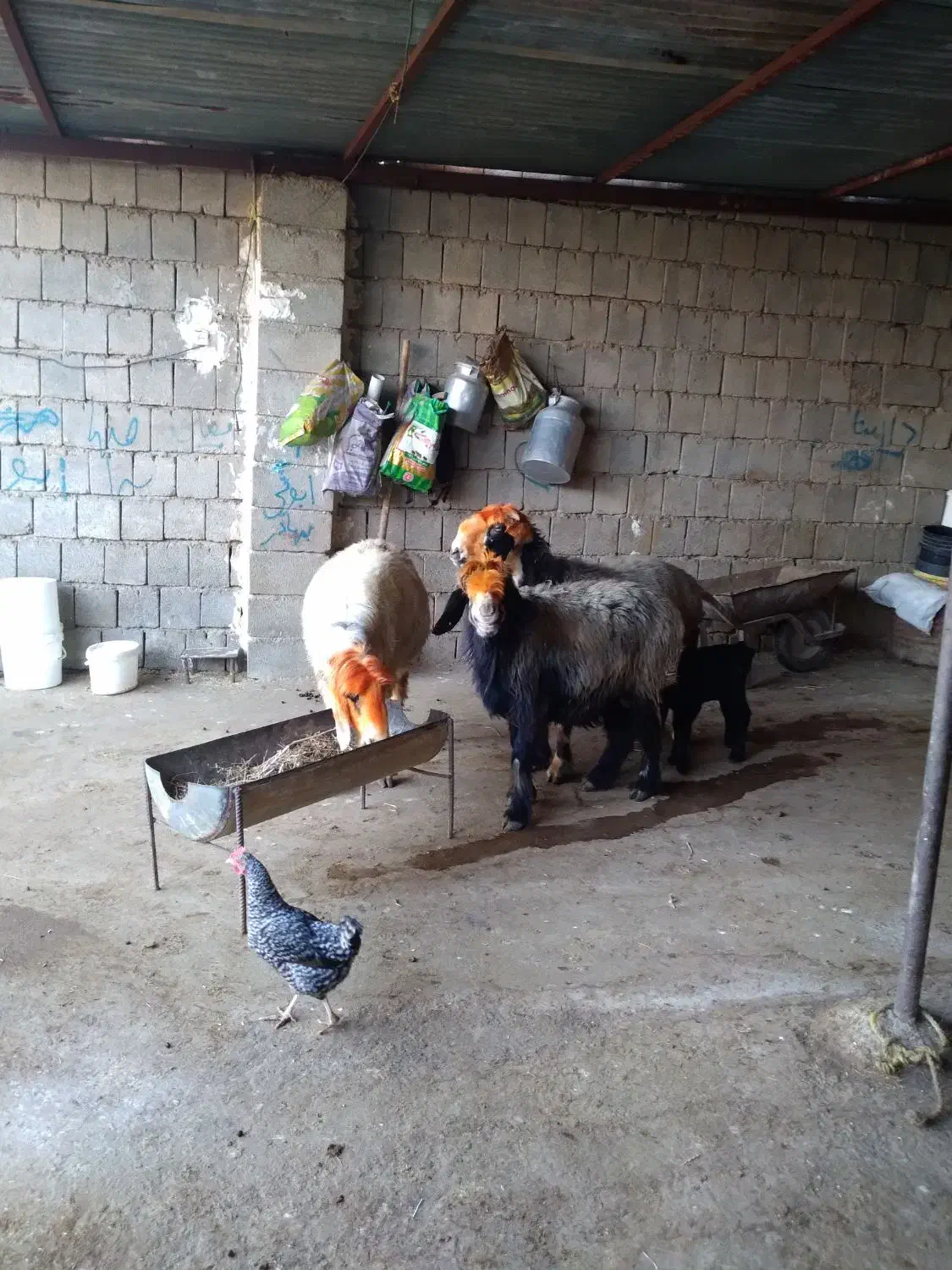 میش و بره|حیوانات مزرعه|شوشتر, |دیوار