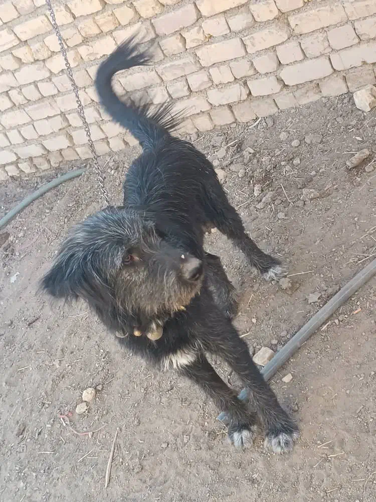 سگ قدرجونی|سگ|خمینی‌شهر, |دیوار