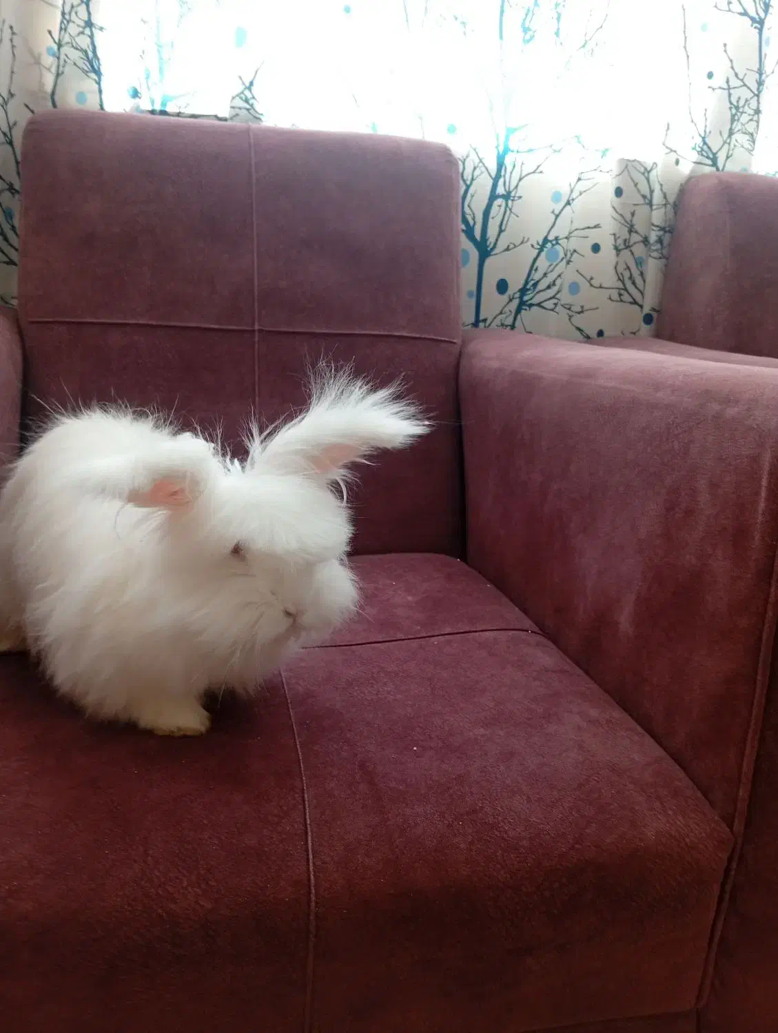 خرگوش لوپ و عروس هلندی|موش و خرگوش|یزد, |دیوار