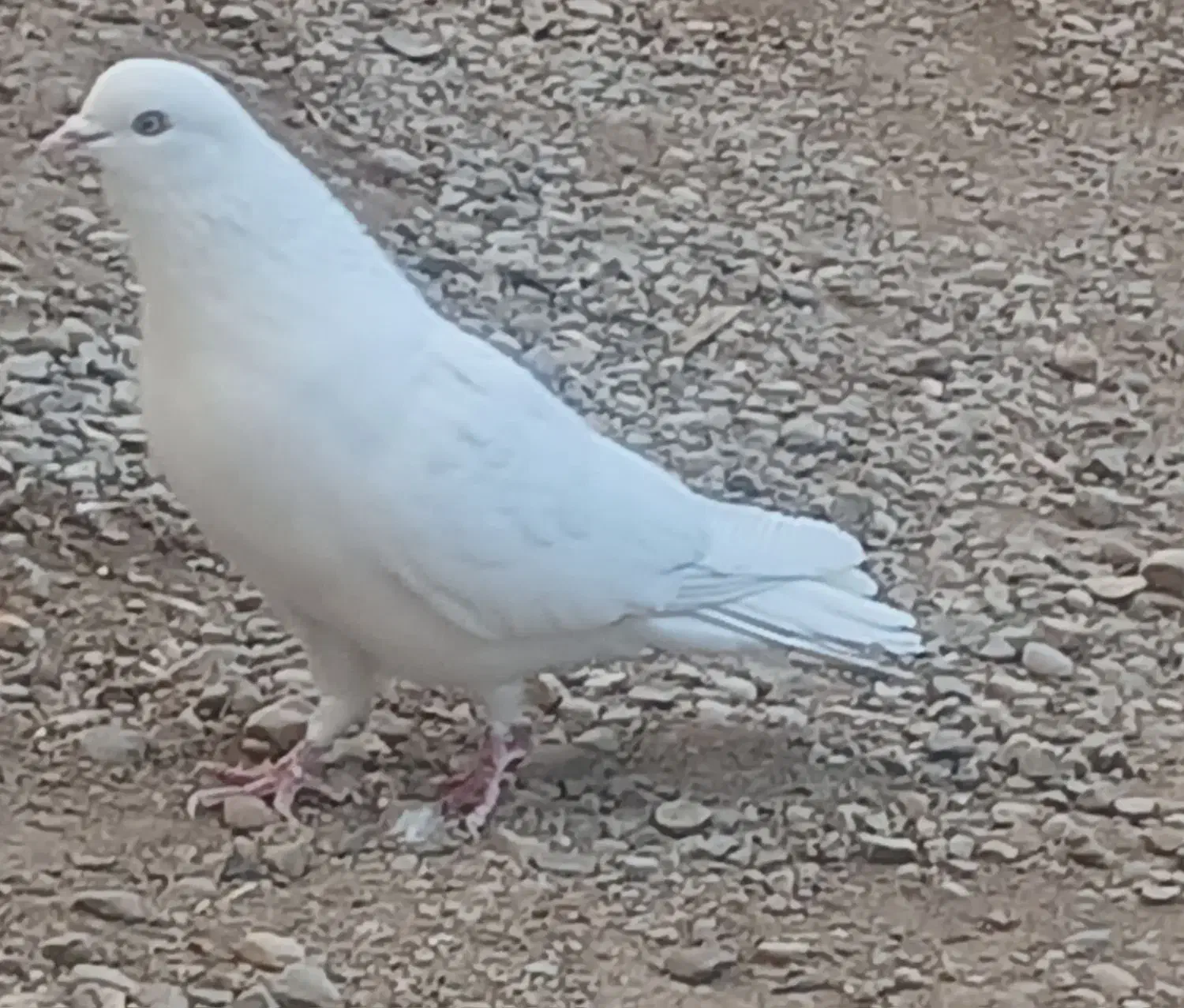 کبوتر پرشی|پرنده|گرمسار, |دیوار