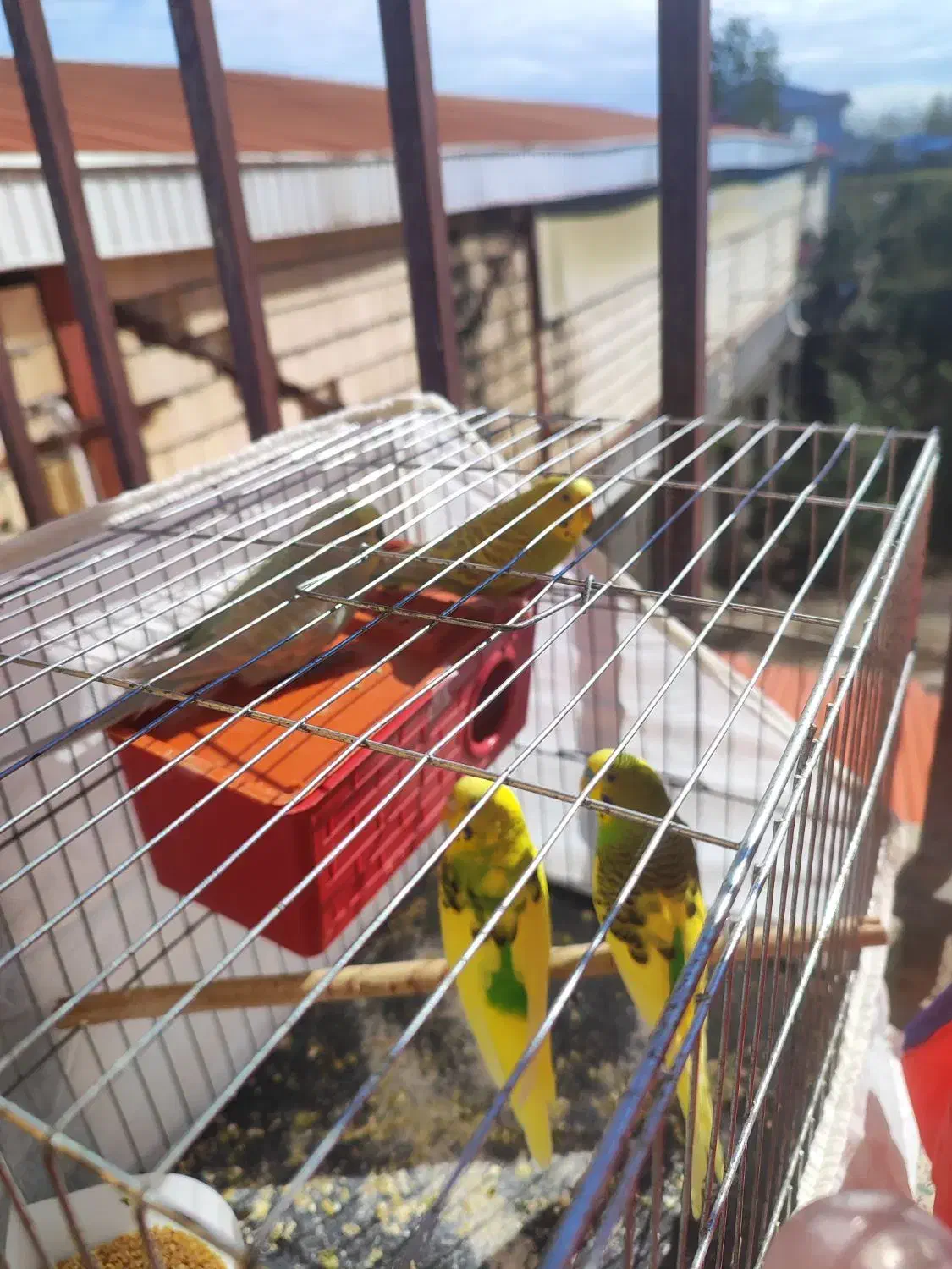 2جفت مرغ عشق|پرنده|رضوانشهر, |دیوار