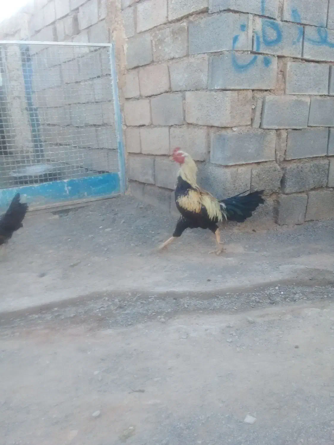 خروس لاری اصیل|حیوانات مزرعه|تربت جام, جلگه موسی آباد|دیوار