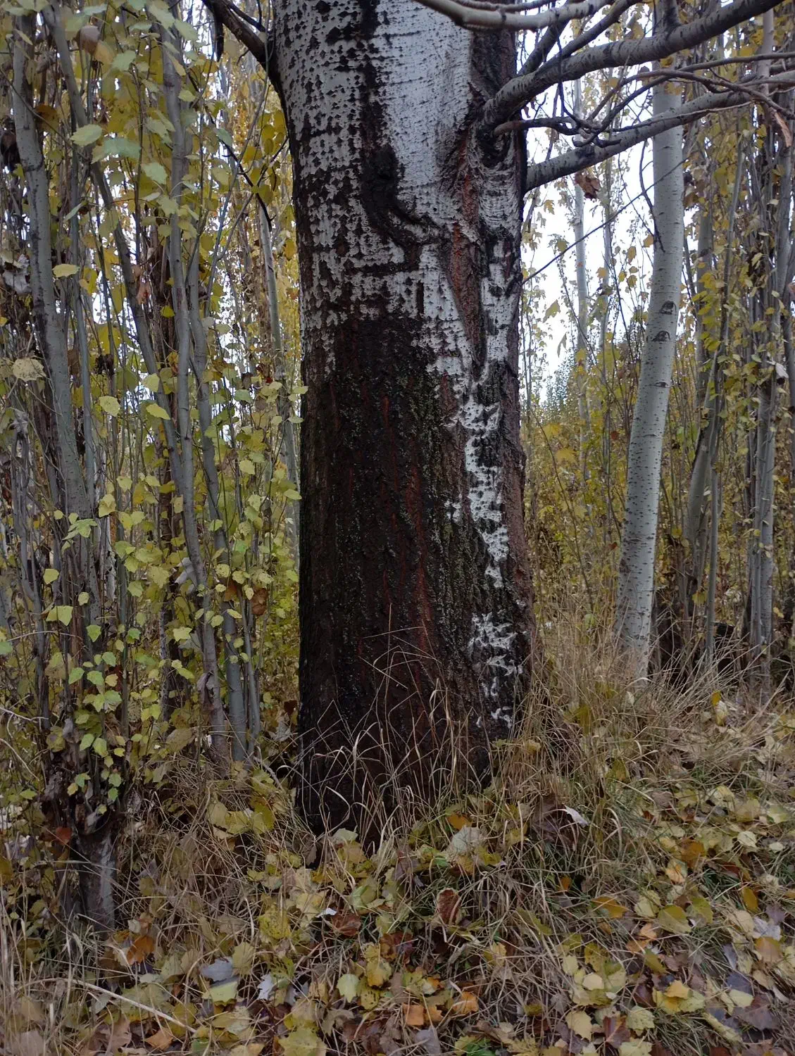 خرید چوب خشک|خدمات باغبانی و درختکاری|مراغه, |دیوار