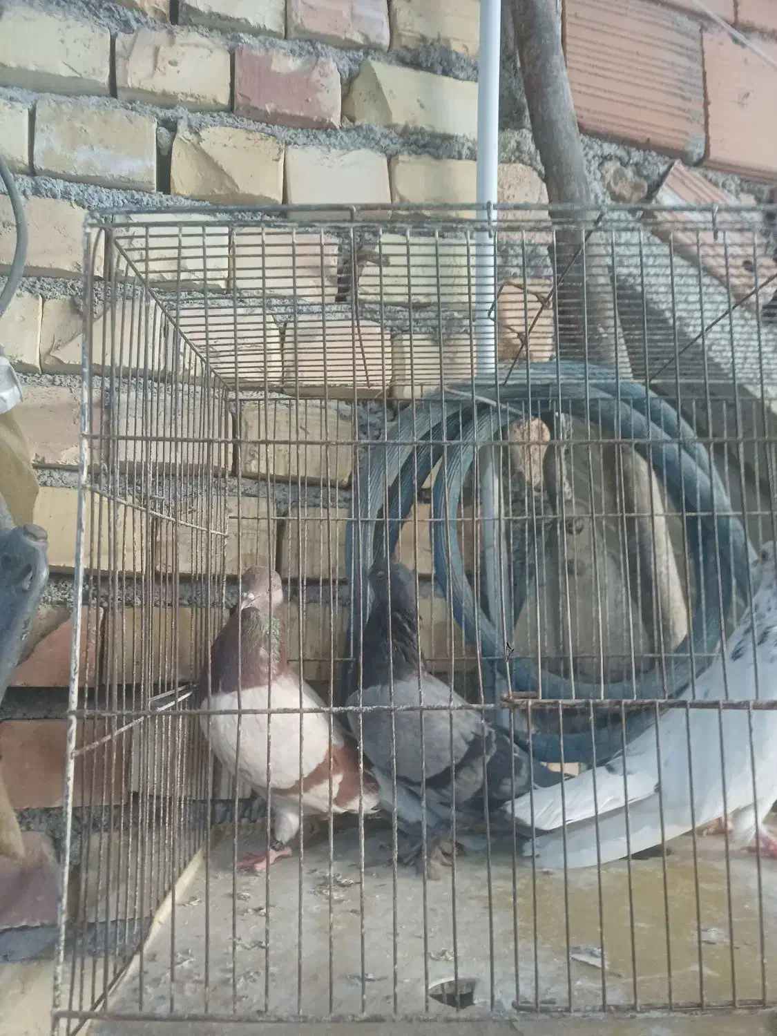 کبوتر|پرنده|گرگان, |دیوار