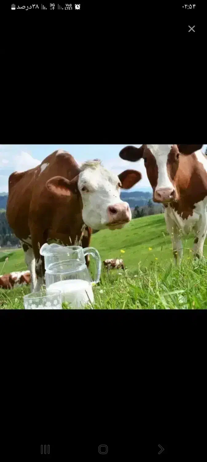 شیر یا تاجگ|خوردنی و آشامیدنی|خاش, |دیوار