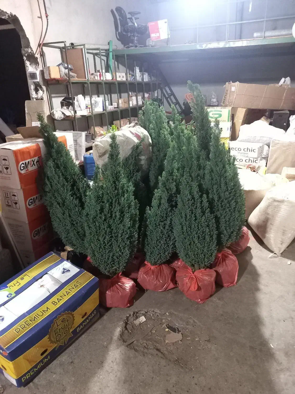 سدر آتلانتیک|گل و گیاه طبیعی|فولادشهر, فولادشهر|دیوار