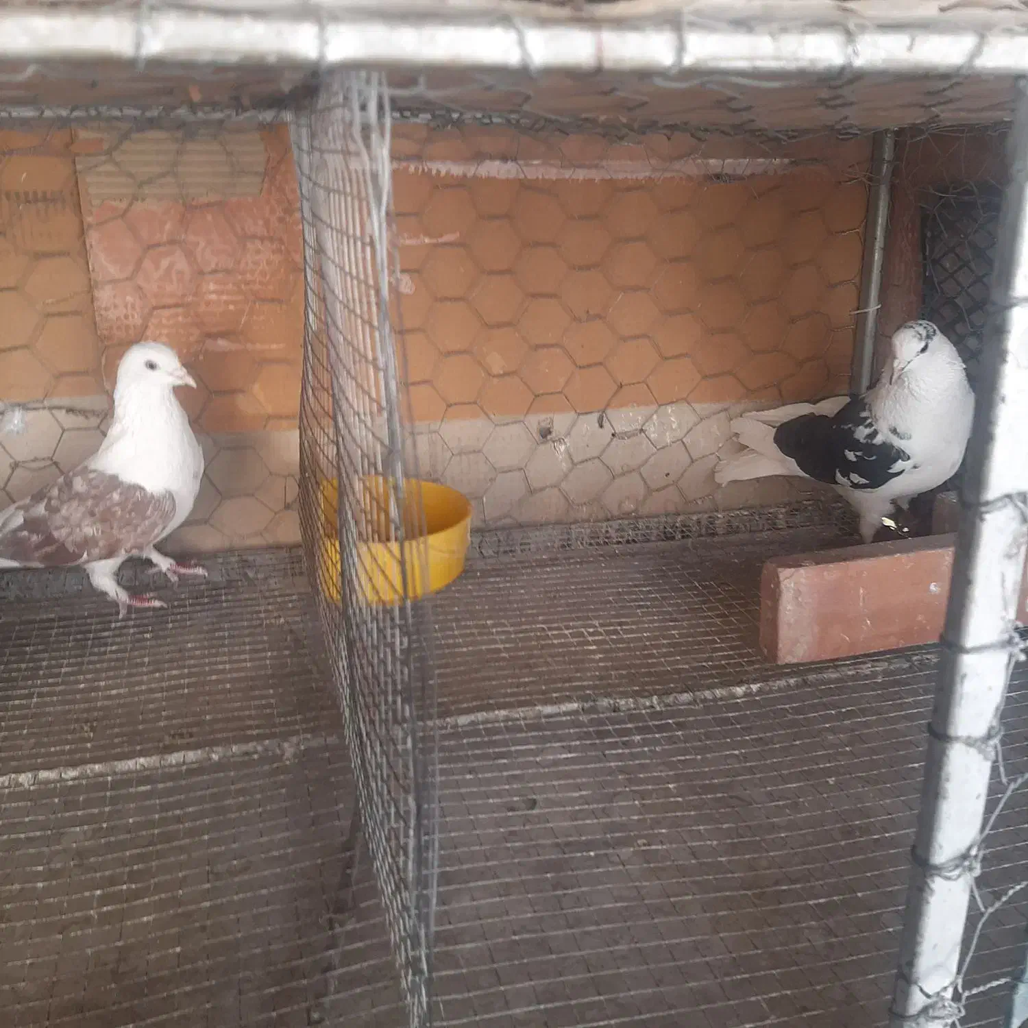 کبوترتوافقی|پرنده|شاهینشهر, اقبال لاهوری|دیوار