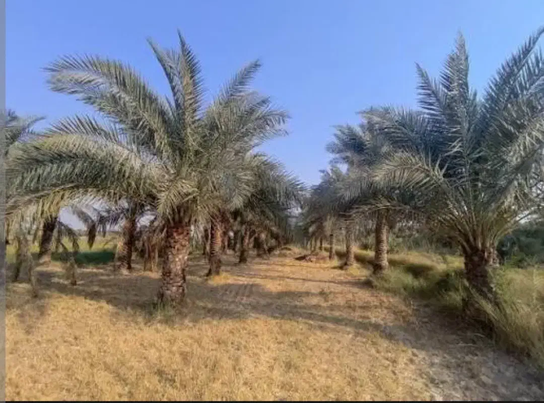 ۵ هکتار زمین حفار شرقی فرصت طلایی...عکس تزینی|فروش زمین و ملک کلنگی|آبادان, |دیوار