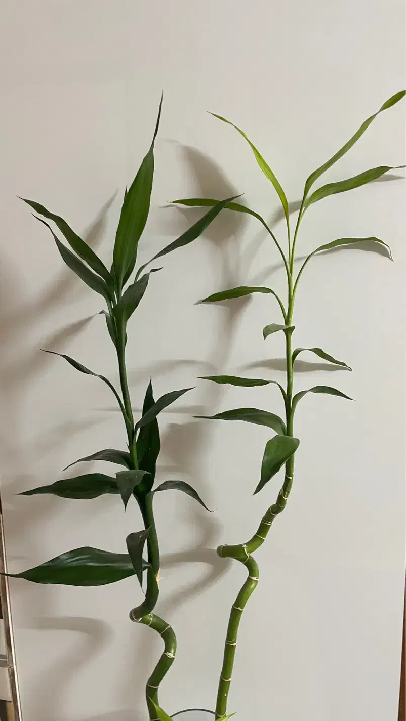 گل بامبویانمادثروت|گل و گیاه طبیعی|کازرون, |دیوار