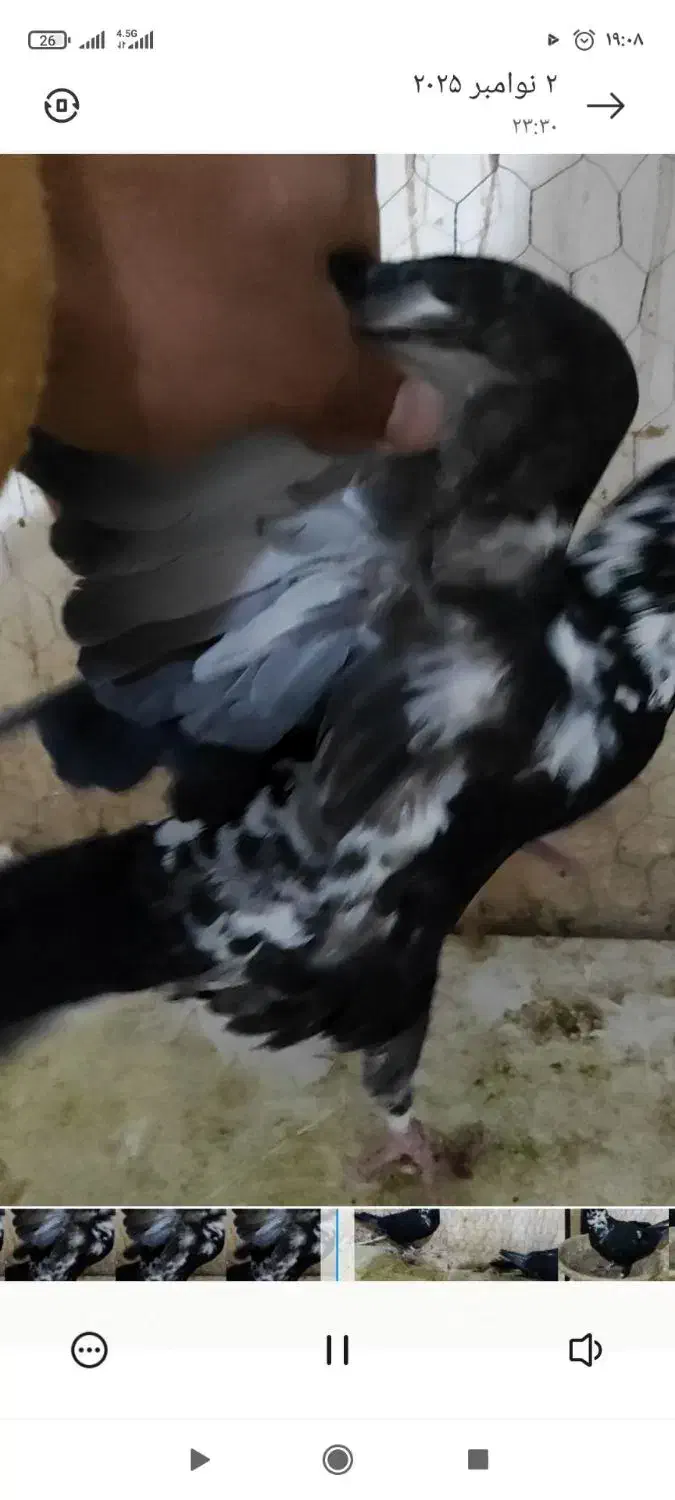 نرسوسکی بزک|پرنده|فرح دشت, |دیوار