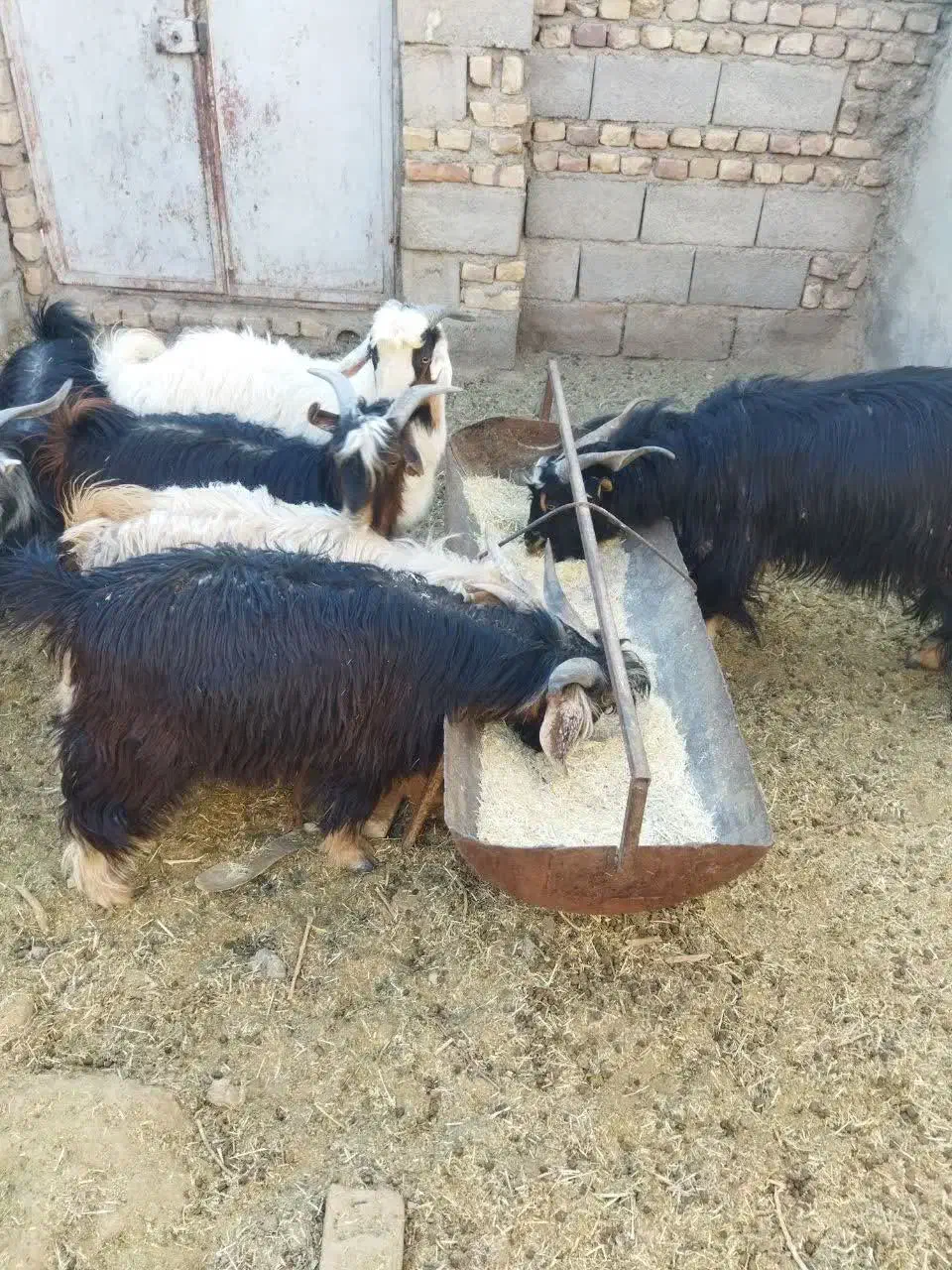 ۵ بزغاله نر و یک چبش فروشی ( مناسب برای ذبح)|حیوانات مزرعه|قائن, |دیوار