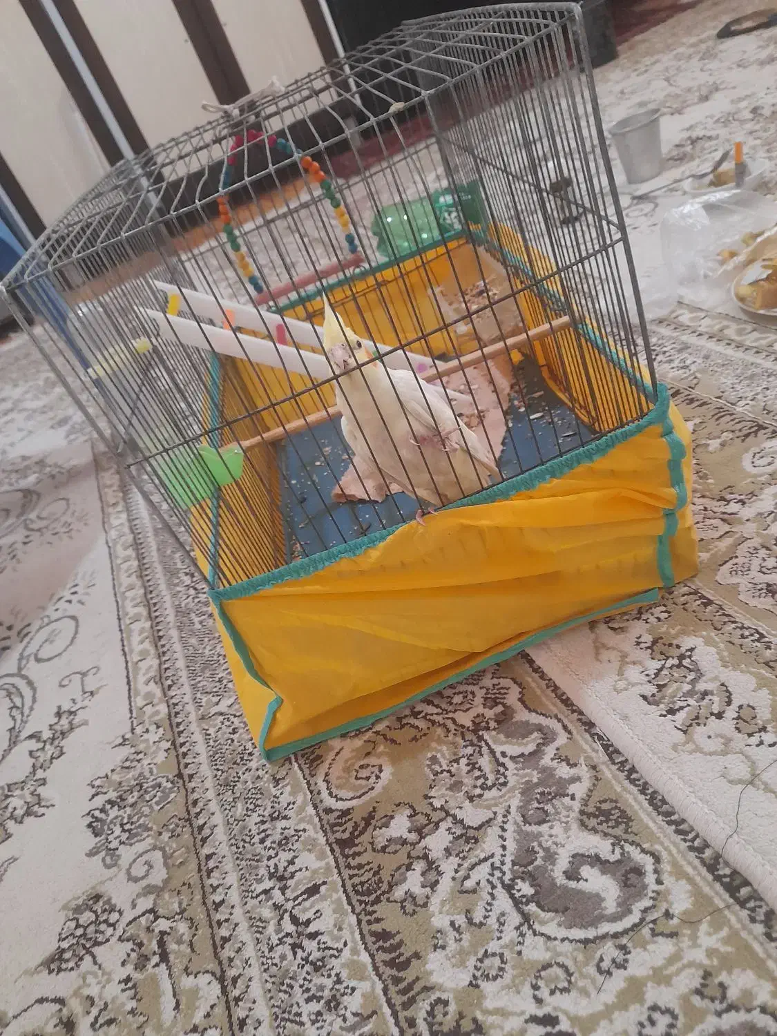 یک عروی هلندی گم شده|پرنده|نورآباد, |دیوار