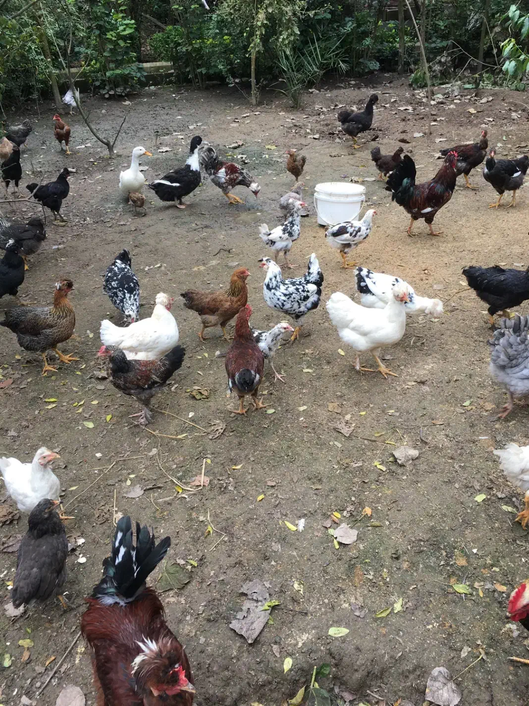 تعدادی مرغ و خروس نژاد دار سالم|حیوانات مزرعه|رشت, پل تالشان|دیوار