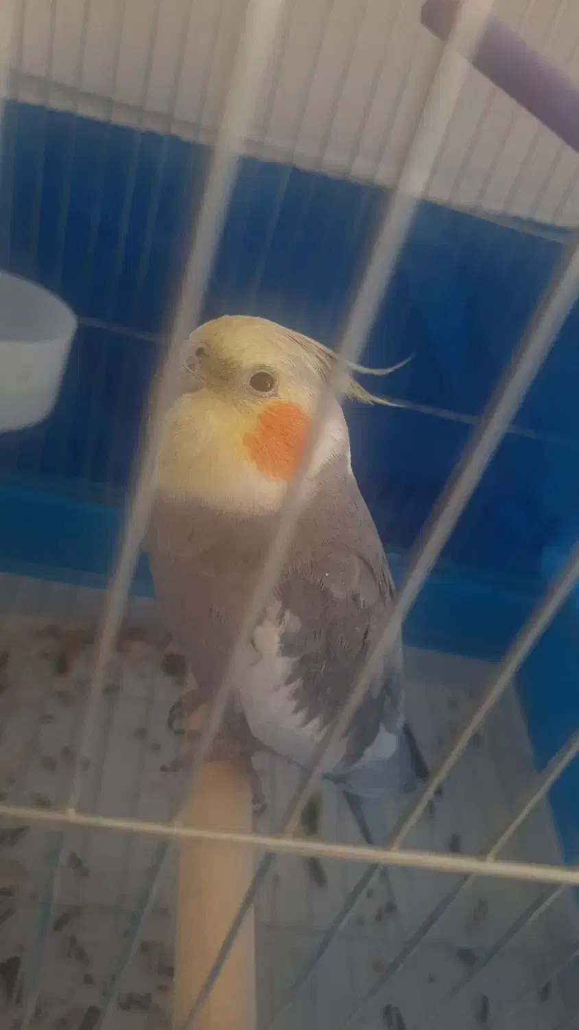 عروس هلندی گم شده|حیوانات|ایلام, |دیوار