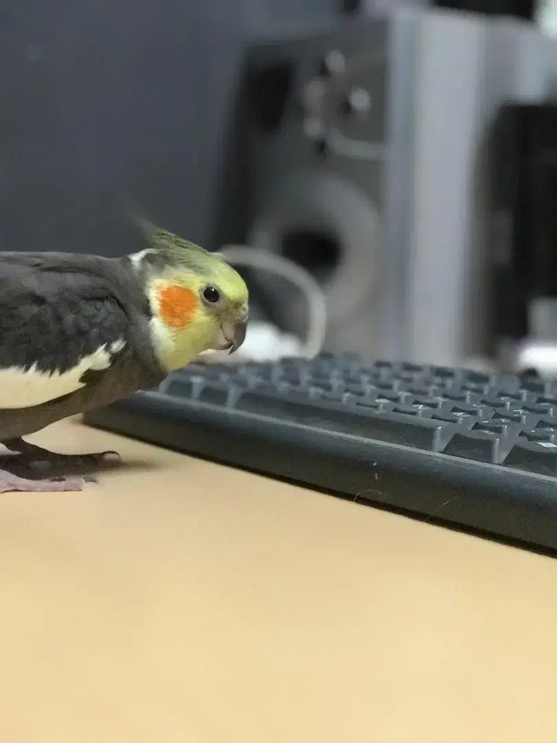 طوطی عروس|پرنده|اندیشه, اندیشه فاز ۵|دیوار