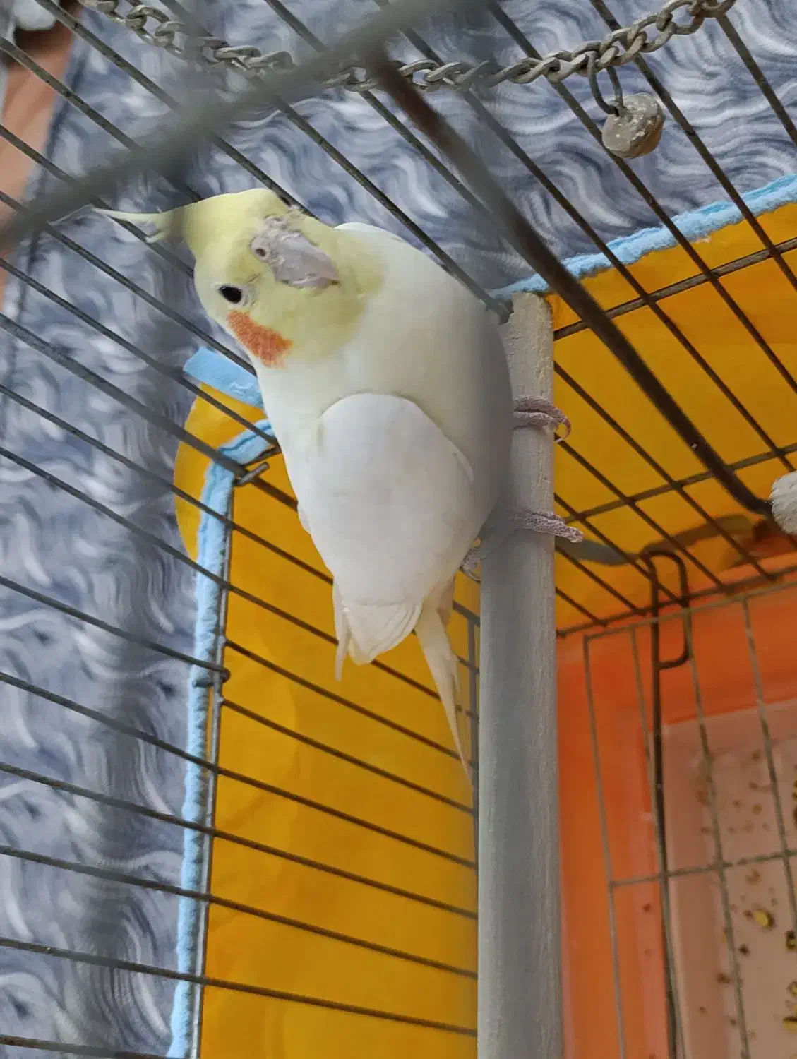 نروماده عروس هلندی|پرنده|مبارکه, |دیوار