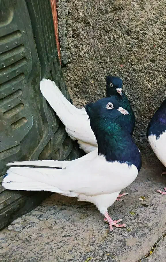 دو عدد ماده کله سیاه|پرنده|مشهد, شهید معقول|دیوار