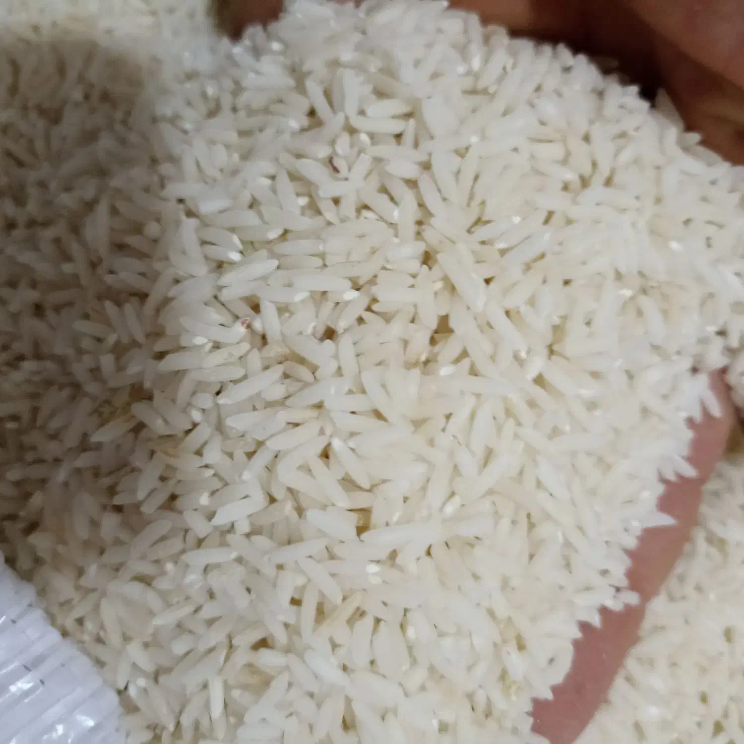 برنج دمسیا کلات لاینو|خوردنی و آشامیدنی|مشهد, توس (بلوار توس)|دیوار