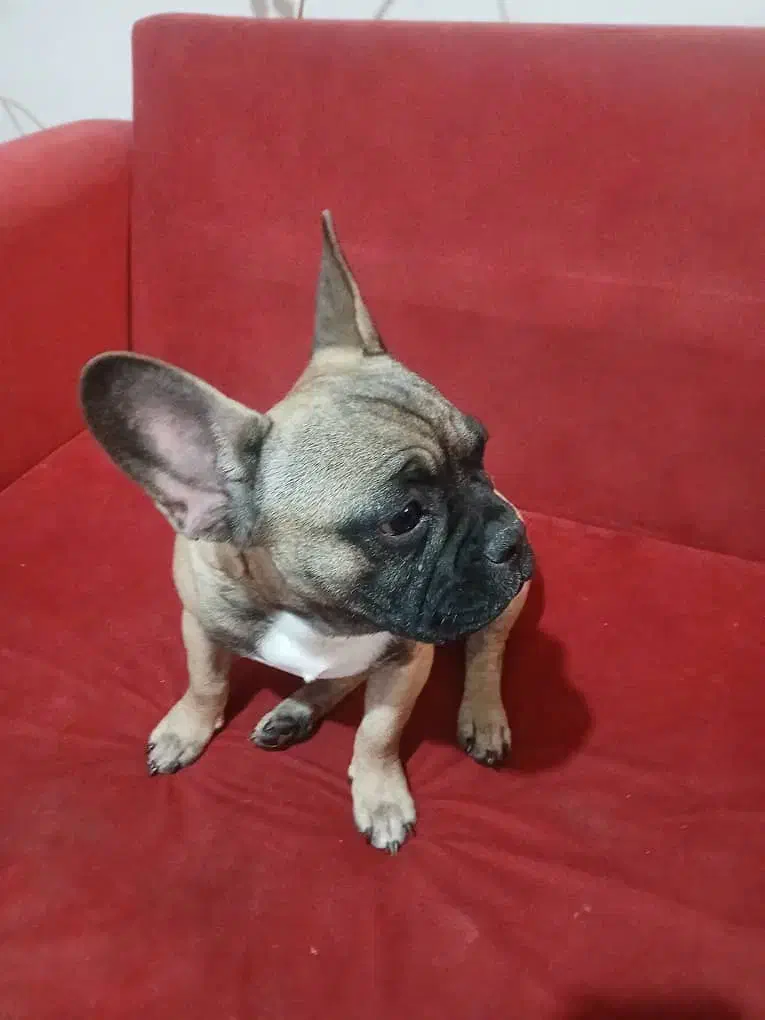 توله سگ فرنچ بولداگ فوری|سگ|تهران, خواجه نظام الملک|دیوار