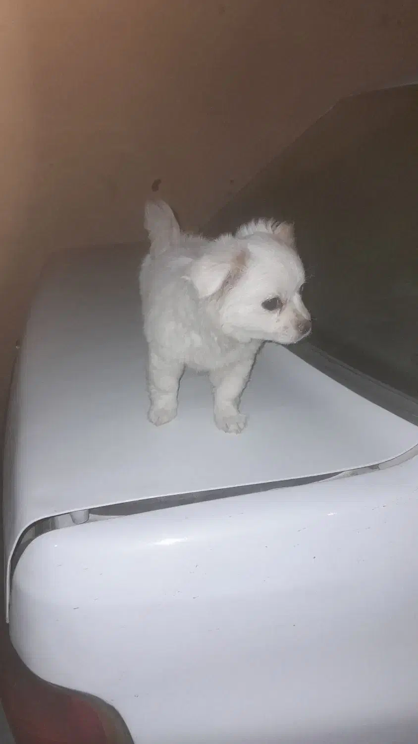 پامر خرسی ۴ ماهه|سگ|زرقان, |دیوار