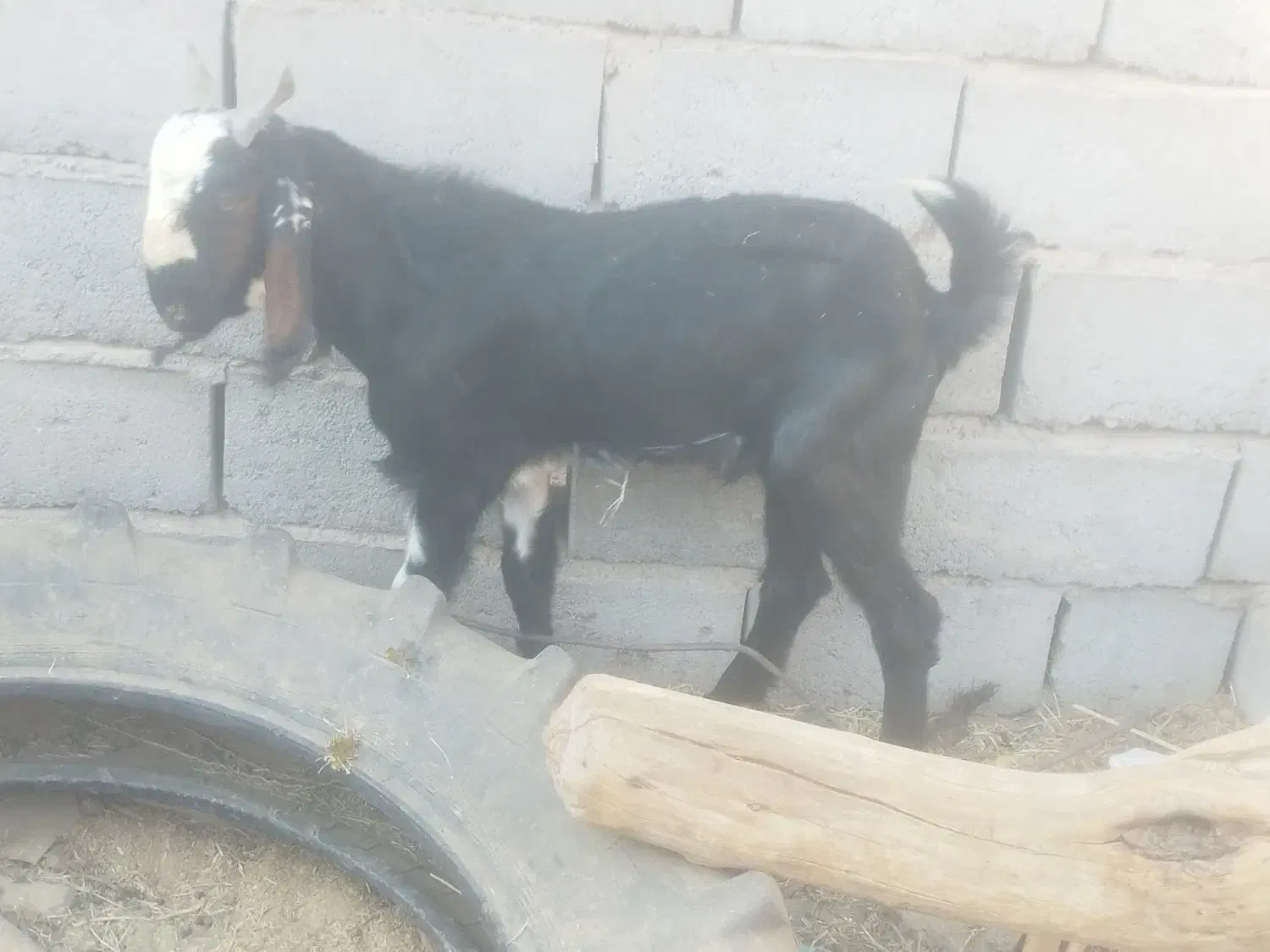 دو عدد نری|حیوانات مزرعه|ریگان, |دیوار