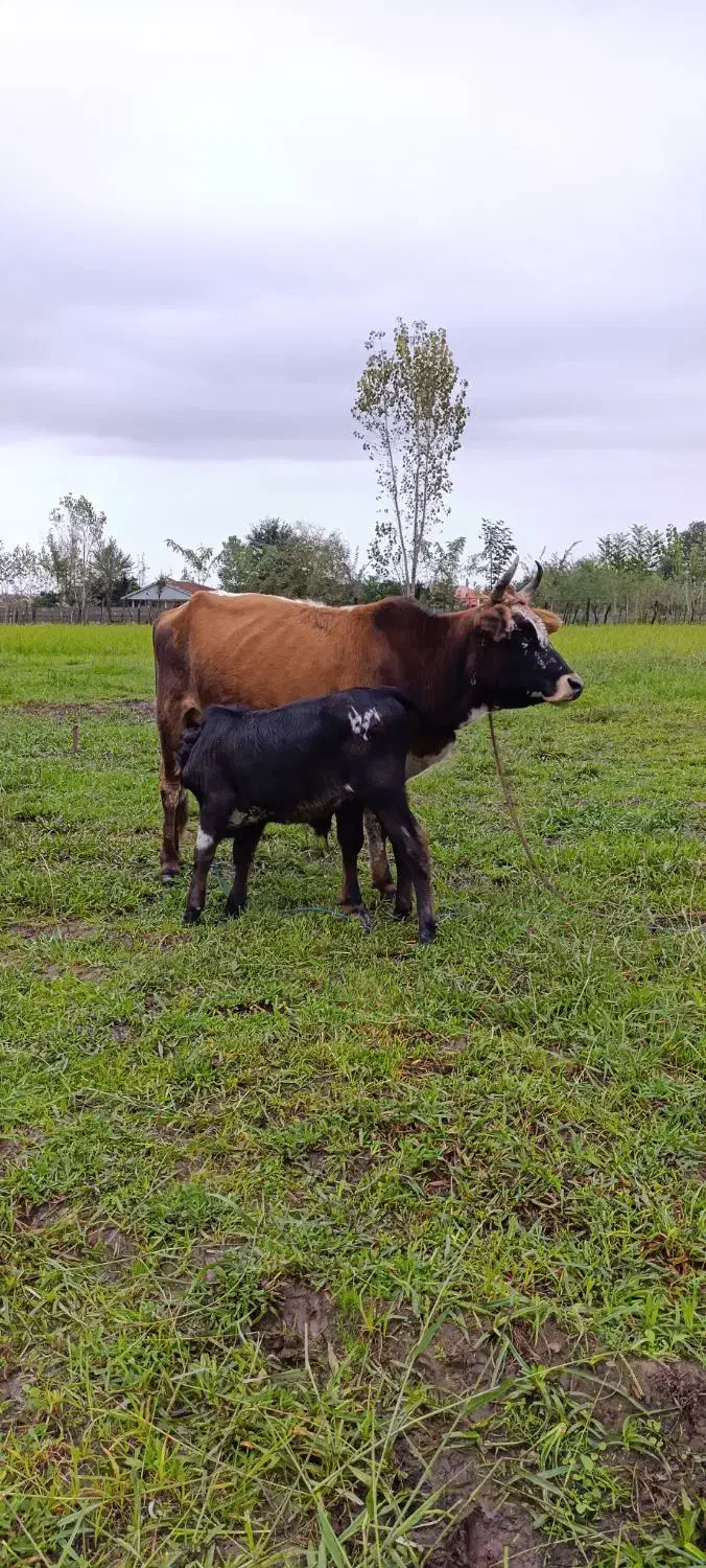 گاو وگوساله نر|حیوانات مزرعه|گوراب زرمیخ, |دیوار