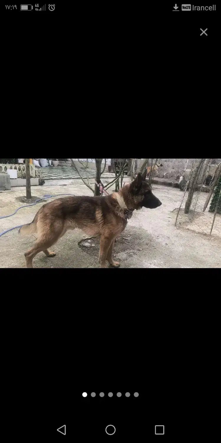 هاسکی|حیوانات|رشت, پل تالشان|دیوار