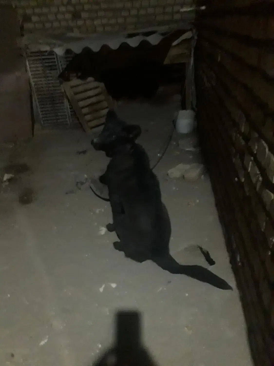 توله ۷ ماهه قهدریجانی|سگ|کاشان, شهرک خاتم الانبیا (مسکن ملی کاشان)|دیوار