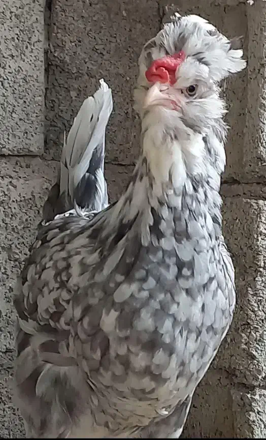 تخم مرغ گلین|حیوانات مزرعه|قزوین, |دیوار