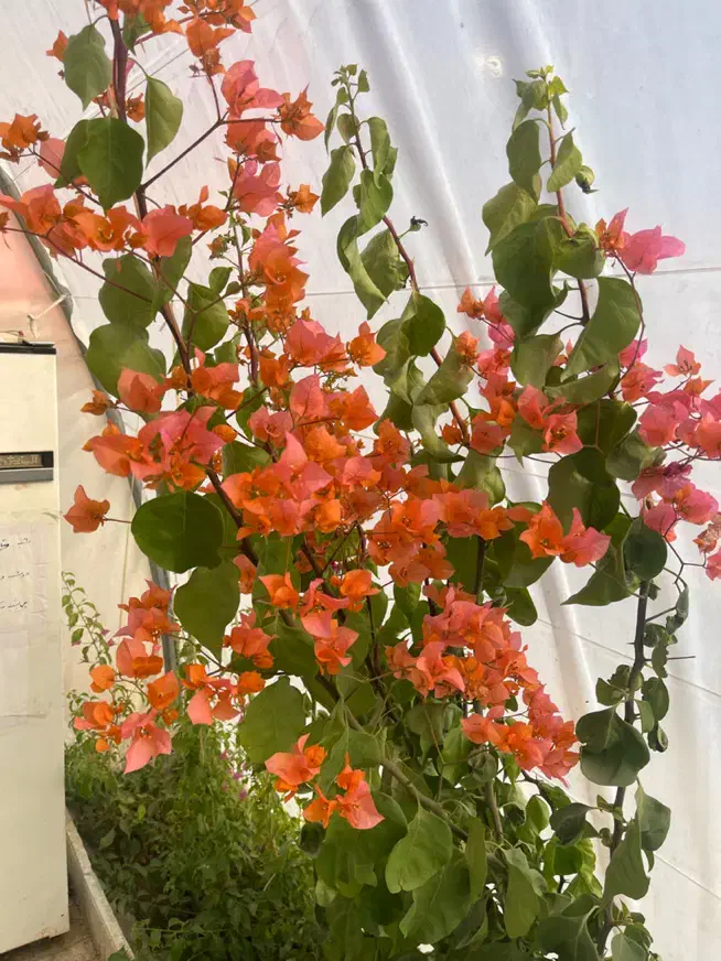 نگهبان شب گلخانه|استخدام سرایداری و نظافت|اراک, |دیوار