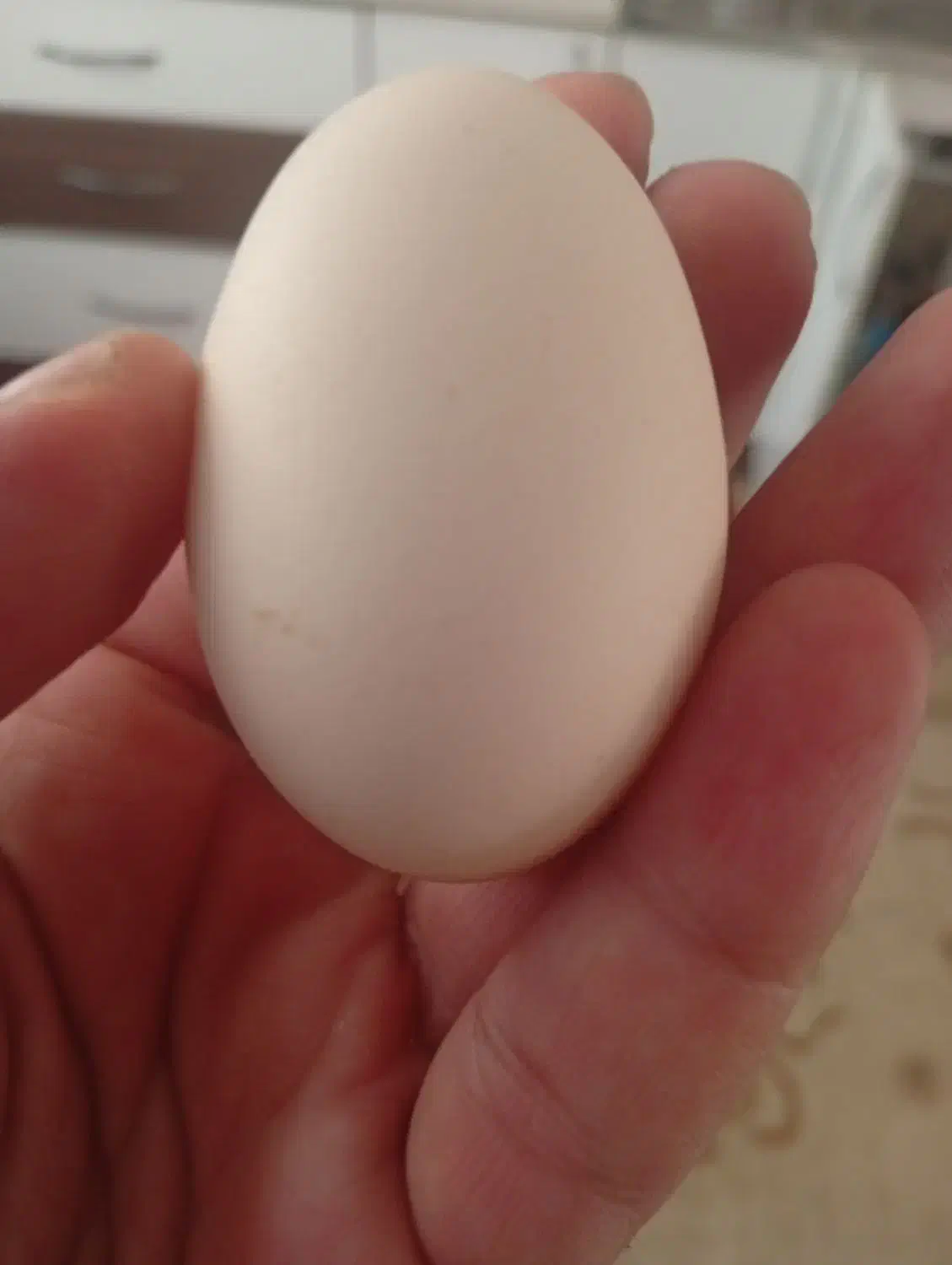 تخم مرغ محلی تازه ارگانیک بابهترین دون تغذیه شده|خوردنی و آشامیدنی|مشهد, امیریه|دیوار