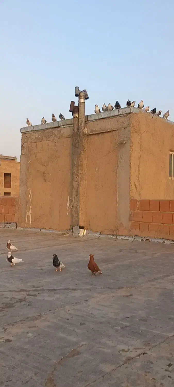 کبوتر گمشده۱|پرنده|شیروان (خراسان), |دیوار