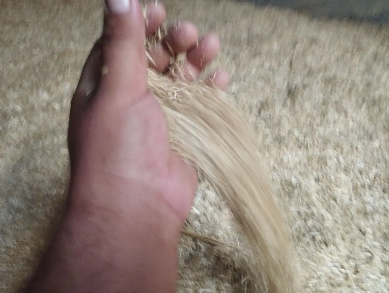 کاه دسته دروگر|لوازم جانبی حیوانات|مراوه, |دیوار