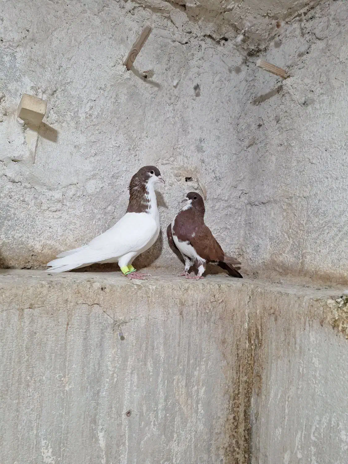 کبوتر رنگی|پرنده|کازرون, |دیوار