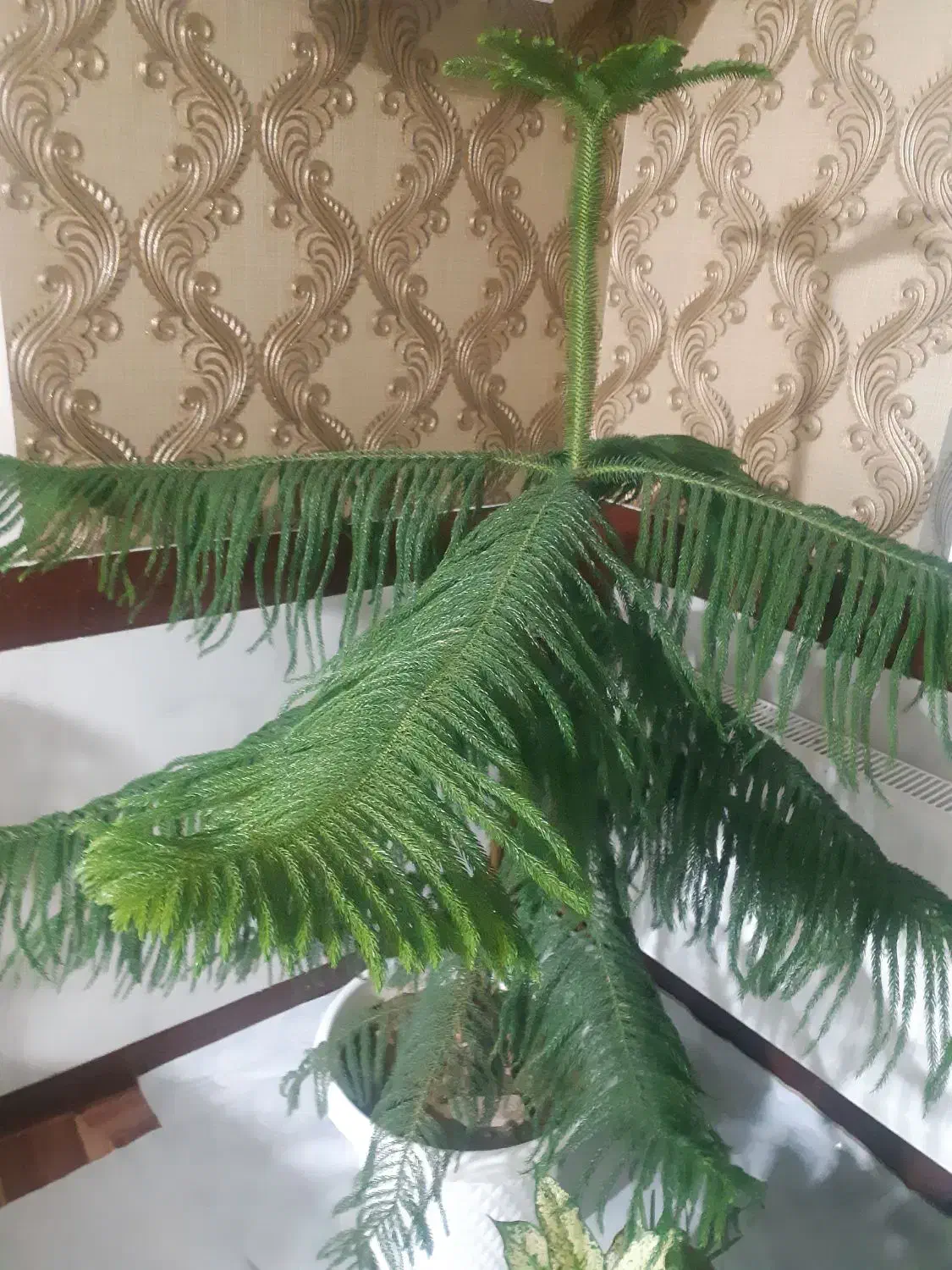 گل و گیاه|گل و گیاه طبیعی|شاهین دژ, |دیوار