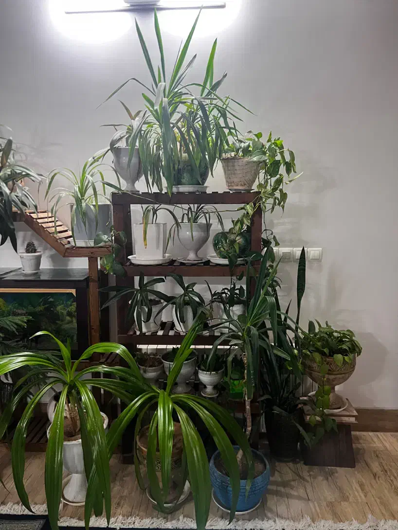 گل و گلدان با بهترین قیمت|گل و گیاه طبیعی|یزد, |دیوار