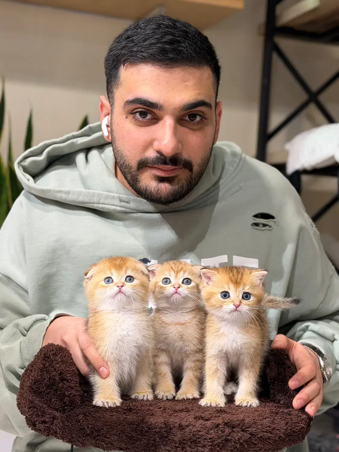 پیشی بامزه|گربه|تهران, اختیاریه|دیوار